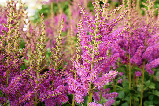 Người dân Đà Lạt đổ xô đặt mua hoa, quả độc lạ chơi Tết ảnh 3