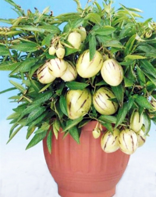 Người dân Đà Lạt đổ xô đặt mua hoa, quả độc lạ chơi Tết ảnh 1