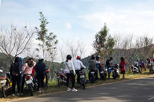 Ngày hội hoa anh đào Đà Lạt lại ‘vỡ trận’ ảnh 2