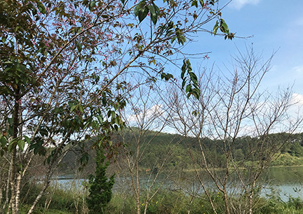 Ngày hội hoa anh đào Đà Lạt lại ‘vỡ trận’ ảnh 3