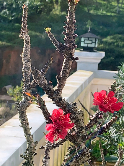 Đào thất thốn hơn 50 tuổi, giá trăm triệu ở Đà Lạt ảnh 1