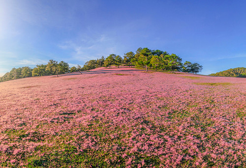 Chưa vào hội, du khách đã nườm nượp 'check in' đồi cỏ hồng ảnh 1