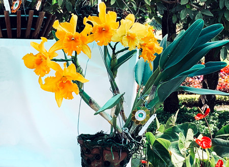 Hội hoa xuân bản sắc tại thành phố hoa Đà Lạt ảnh 3