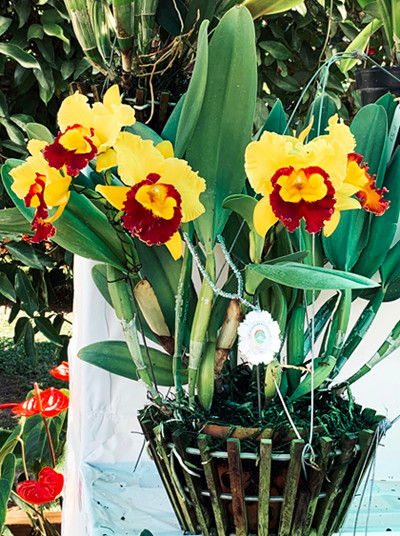 Hội hoa xuân bản sắc tại thành phố hoa Đà Lạt ảnh 5