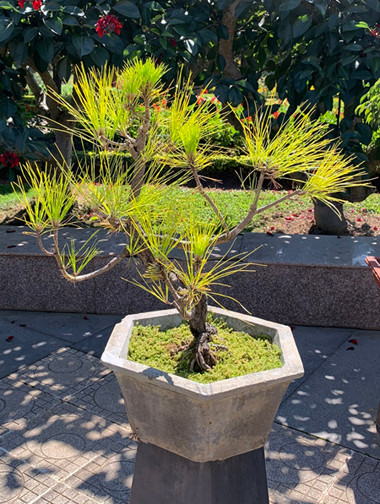 Hội hoa xuân bản sắc tại thành phố hoa Đà Lạt ảnh 1