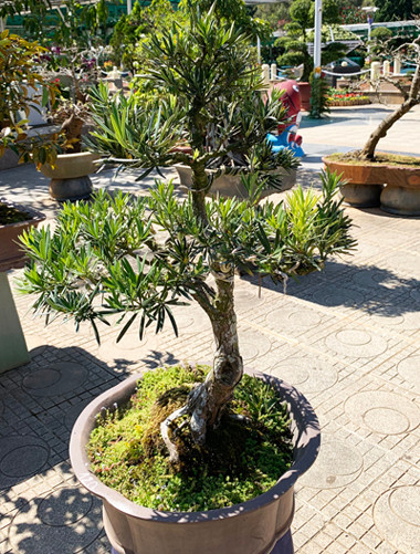 Hội hoa xuân bản sắc tại thành phố hoa Đà Lạt ảnh 2