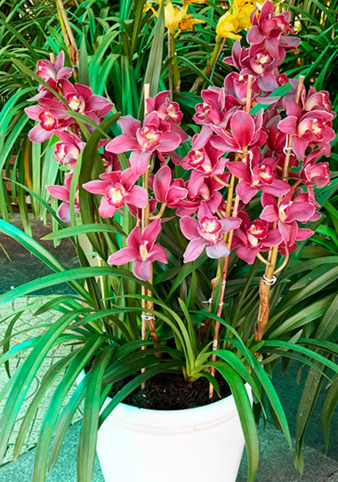 Hội hoa xuân bản sắc tại thành phố hoa Đà Lạt ảnh 4