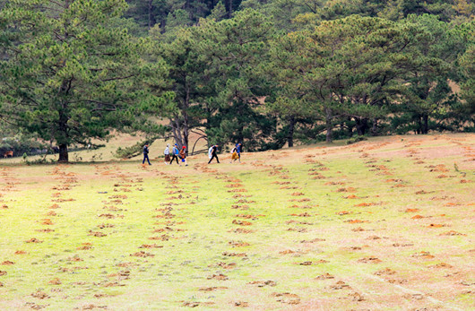 Công an vào cuộc vụ lấn chiếm đồi cỏ hồng để trồng cà phê ảnh 1