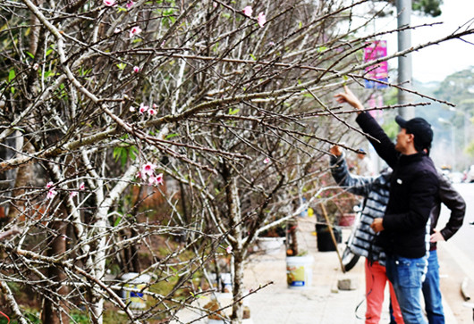 Mê mẩn với đào 'Má hồng thiếu nữ' độc nhất vô nhị ở Việt Nam ảnh 1