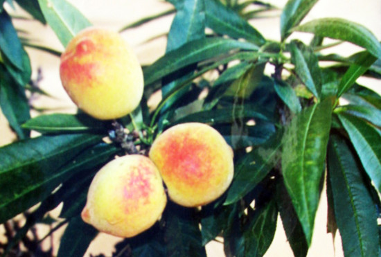 Mê mẩn với đào 'Má hồng thiếu nữ' độc nhất vô nhị ở Việt Nam ảnh 2