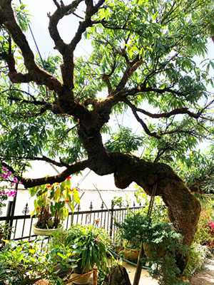 Mê mẩn với đào 'Má hồng thiếu nữ' độc nhất vô nhị ở Việt Nam ảnh 3