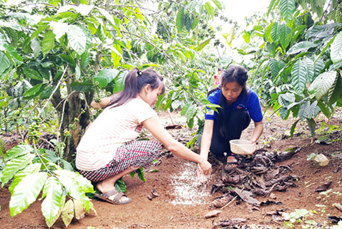'Mùa hè xanh' khác biệt của sinh viên Đại học Đà Lạt ảnh 1