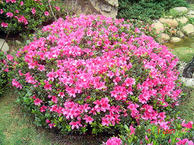 Đà Lạt có thêm 6 con đường mang tên các loài hoa ảnh 4