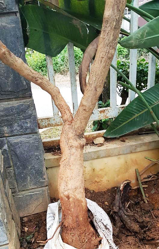 Bắt các băng nhóm chuyên đào trộm hoa hồng cổ ở Đà Lạt ảnh 2