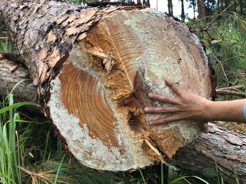 Rừng thông hơn 30 năm tuổi trên đồi Độc lập bị cưa hạ la liệt ảnh 2