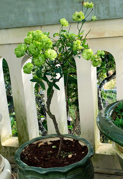 'Rộ mốt' chưng Tết hoa hồng xanh Đà Lạt giá bạc triệu ảnh 1