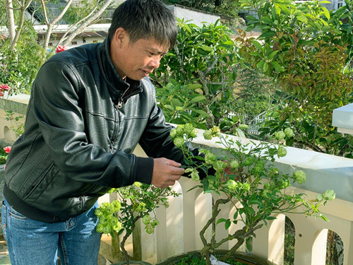 'Rộ mốt' chưng Tết hoa hồng xanh Đà Lạt giá bạc triệu ảnh 2