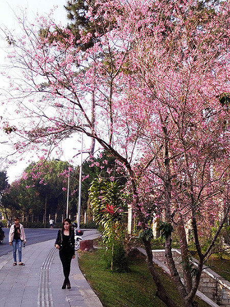 Ngây ngất ngắm hoa anh đào nhuộm hồng phố núi Đà Lạt ảnh 5