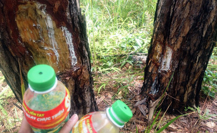 Cứu rừng thông bị đầu độc ở Lâm Đồng ảnh 1