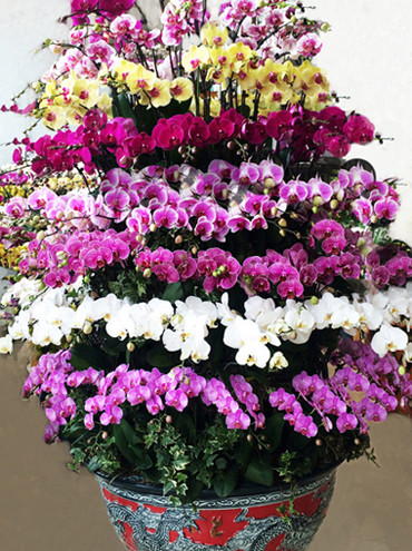 Lan hồ điệp hút hàng nhất Tết Nguyên đán 2019 ảnh 3