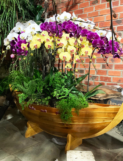 Lan hồ điệp hút hàng nhất Tết Nguyên đán 2019 ảnh 1