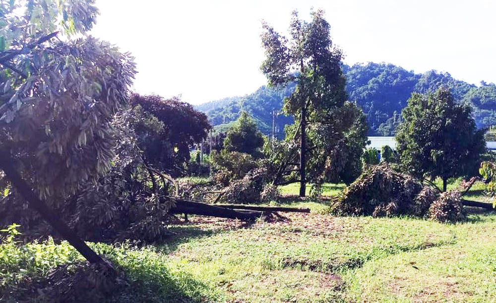 Lũ quét, lốc xoáy gây ngập lụt, cây đổ la liệt ở Lâm Đồng ảnh 1