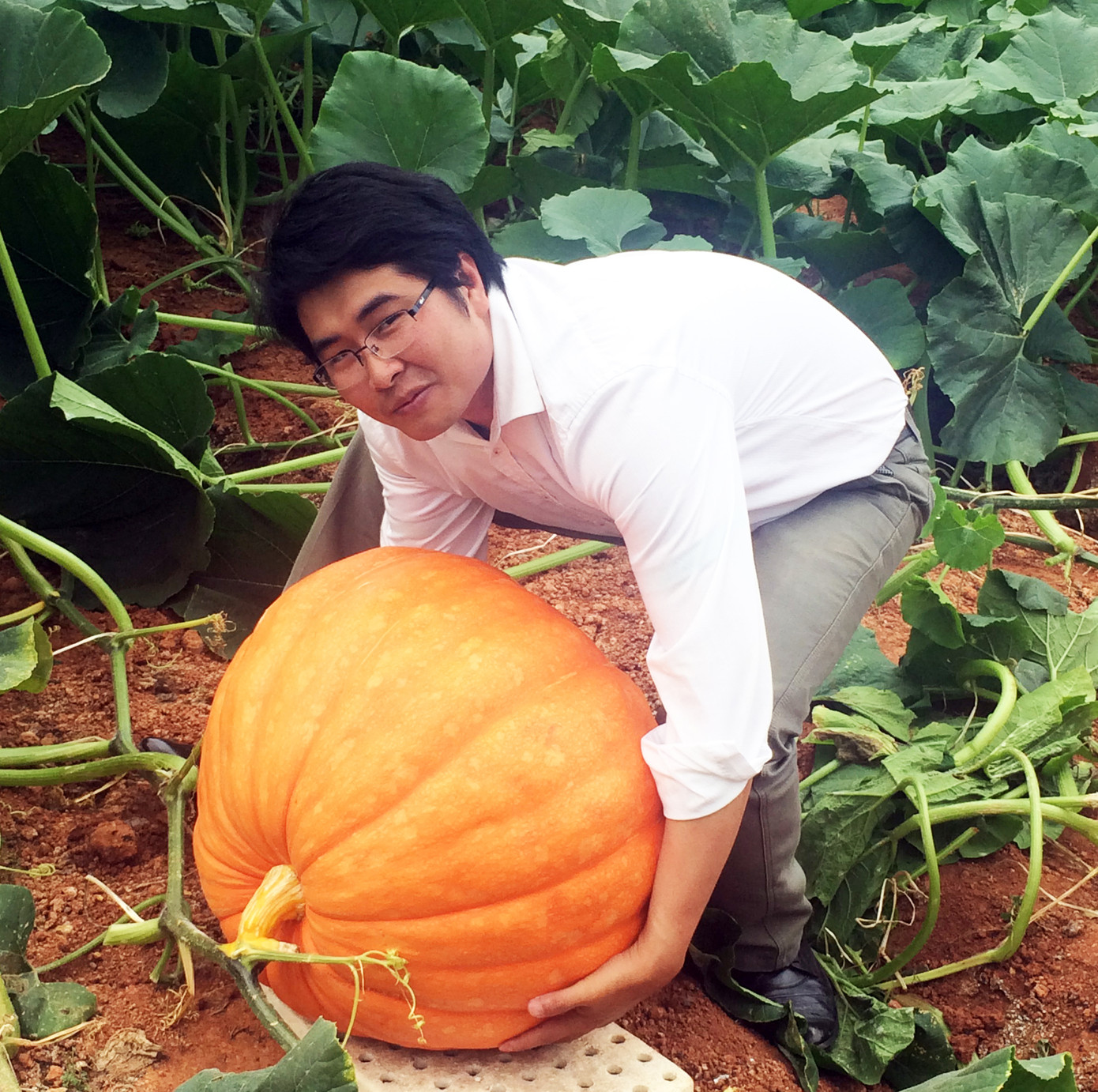 Những vườn bí ngô khổng lồ hút khách mùa Hallowen ảnh 5