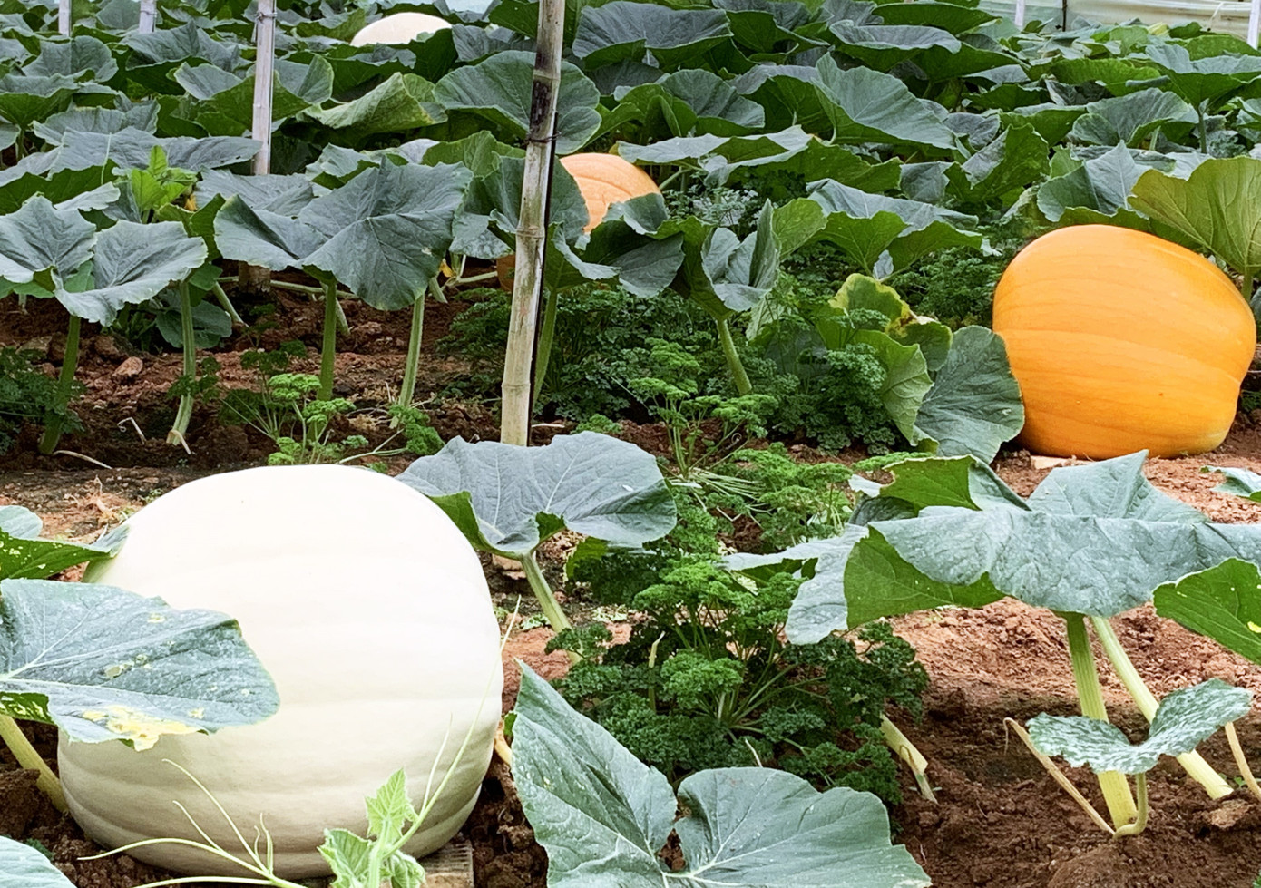 Những vườn bí ngô khổng lồ hút khách mùa Hallowen ảnh 1