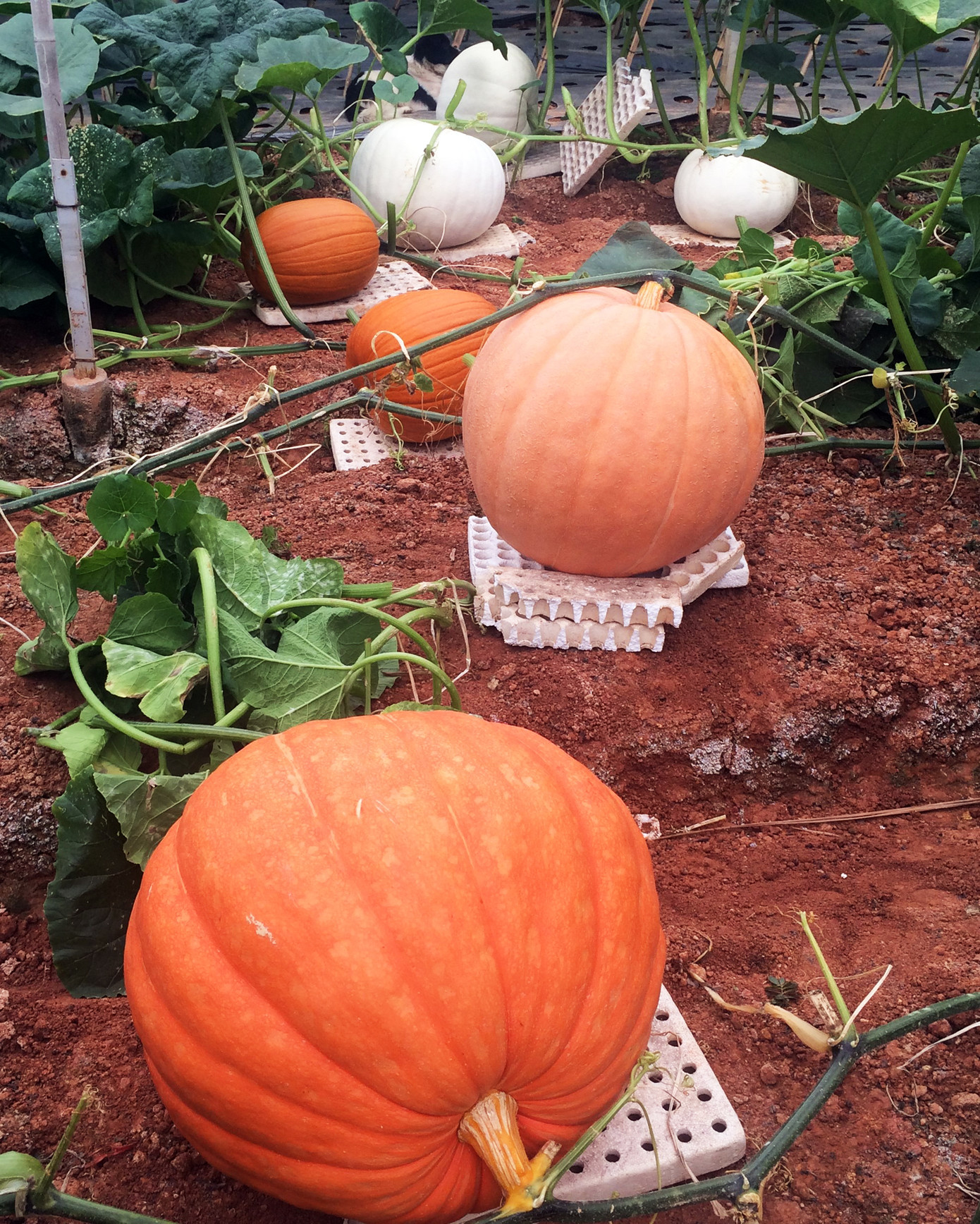 Những vườn bí ngô khổng lồ hút khách mùa Hallowen ảnh 4