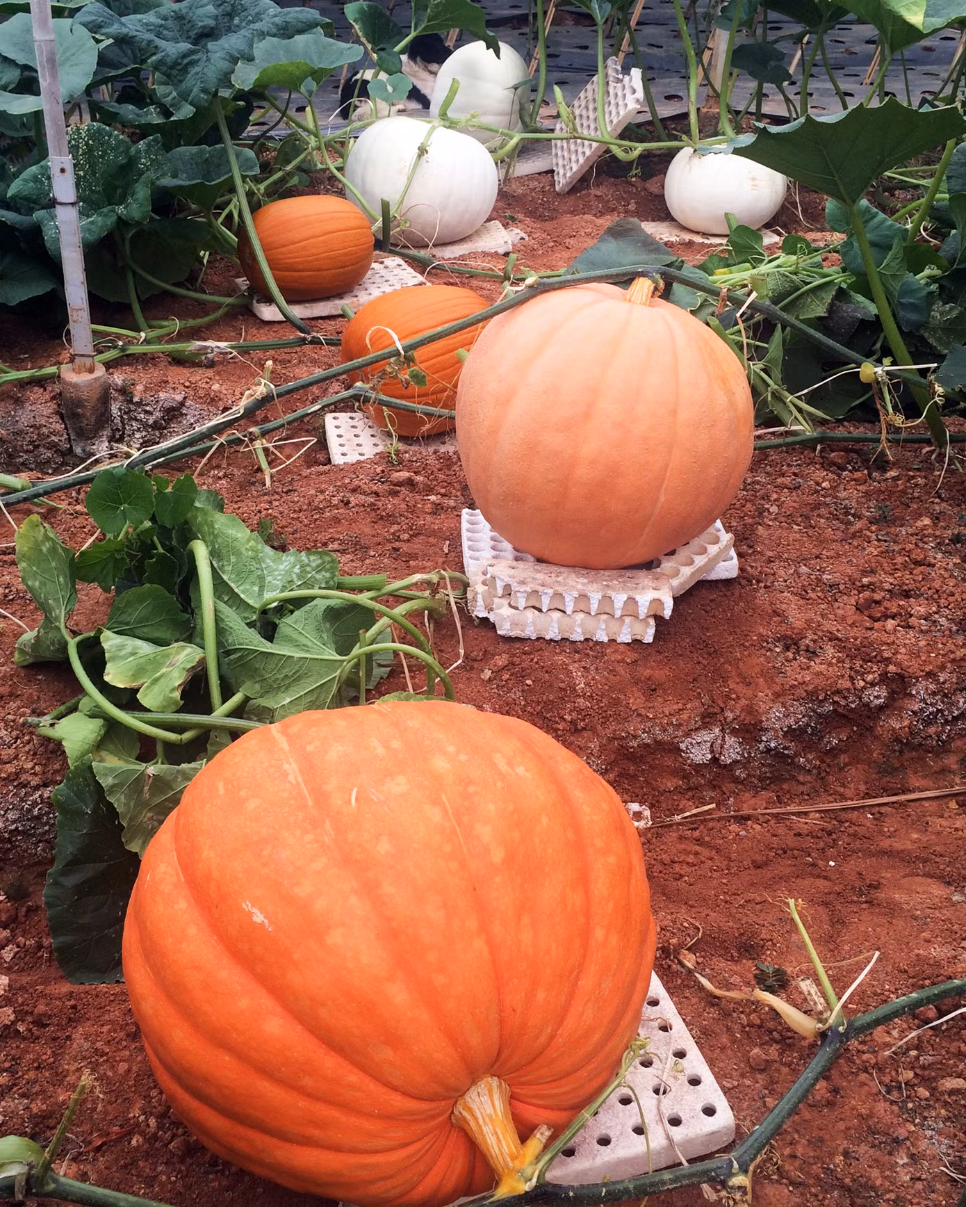 Những vườn bí ngô khổng lồ hút khách mùa Hallowen ảnh 4
