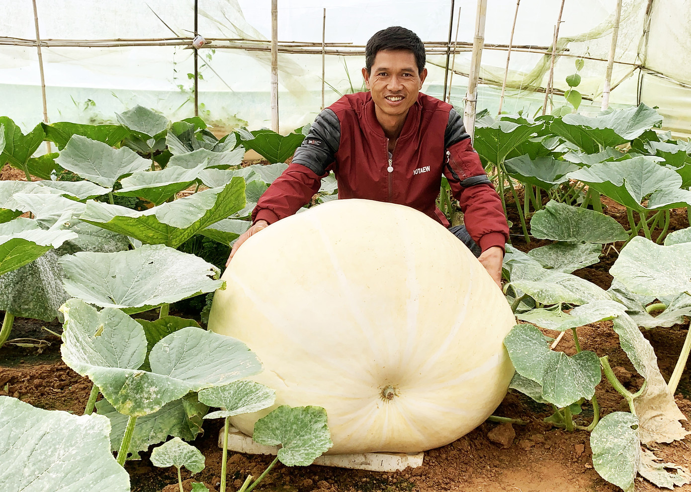 Những vườn bí ngô khổng lồ hút khách mùa Hallowen ảnh 2