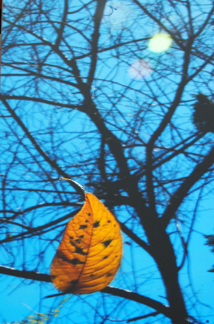 Bất ngờ triển lãm lá hoa anh đào của nghệ sĩ MPK ảnh 4