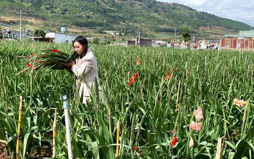 Phập phù giá hoa ở làng hoa lay ơn lớn nhất nước ảnh 1