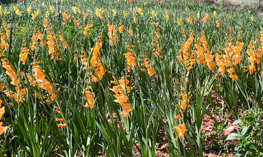 Phập phù giá hoa ở làng hoa lay ơn lớn nhất nước ảnh 2