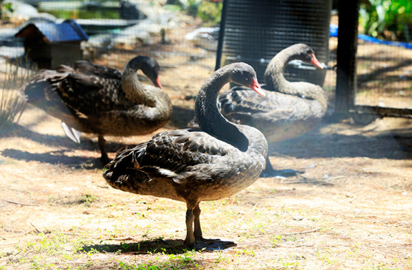 3 loài chim đẹp nhất thế giới hội tụ ở rừng thông Đà Lạt ảnh 4