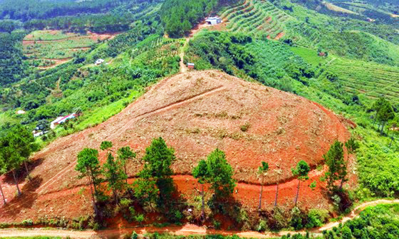 Lâm Đồng: Cưa hạ rừng thông, dùng xe cơ giới “vạt trọc” cả quả đồi để chiếm đất ảnh 4