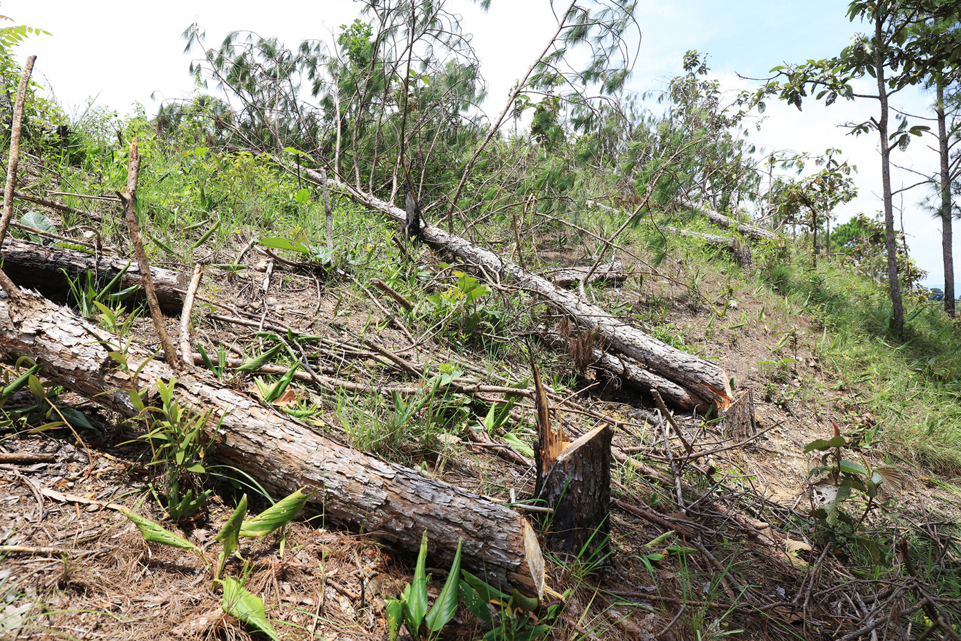 Lâm Đồng: Cưa hạ rừng thông, dùng xe cơ giới “vạt trọc” cả quả đồi để chiếm đất ảnh 1