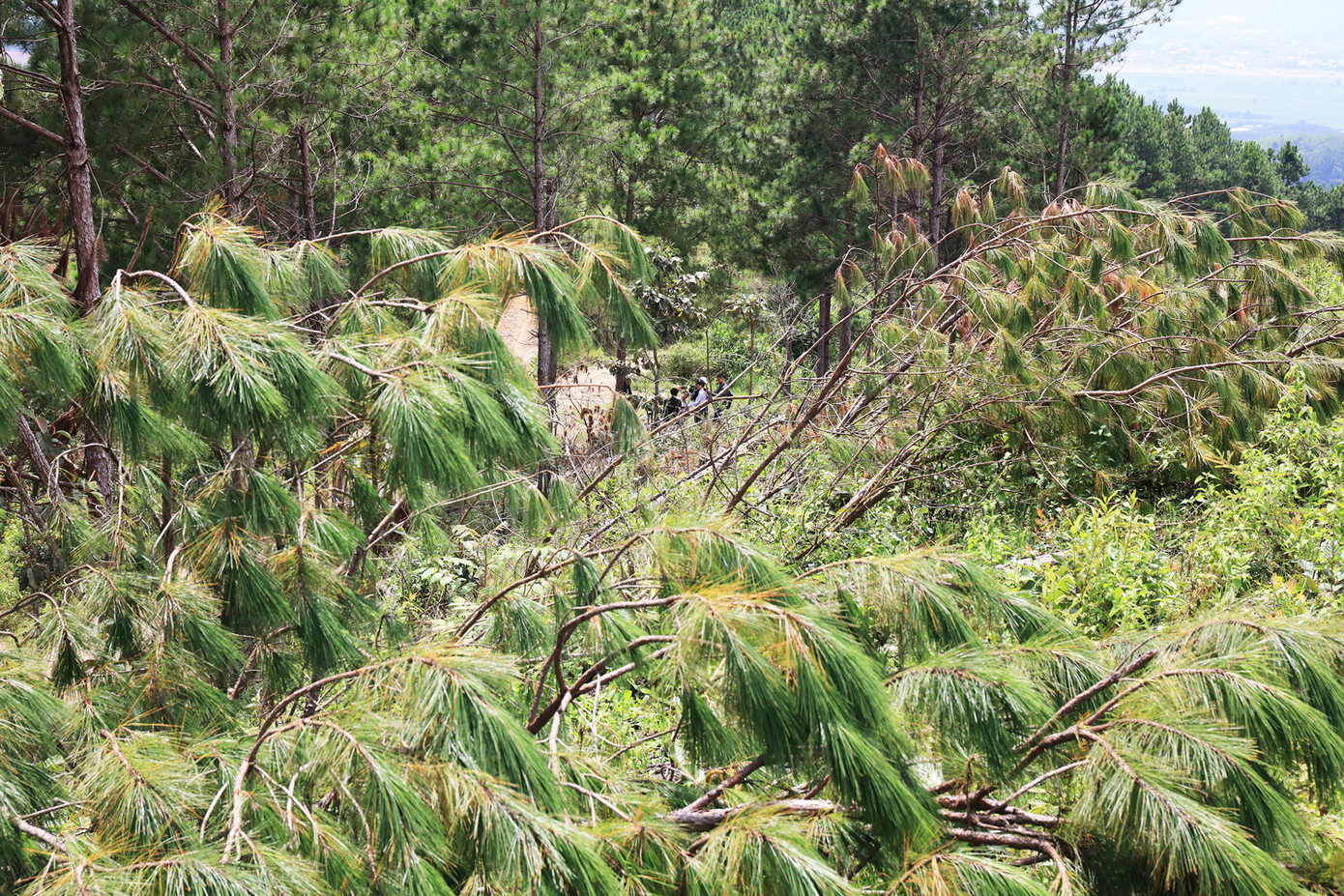 Lâm Đồng: Cưa hạ rừng thông, dùng xe cơ giới “vạt trọc” cả quả đồi để chiếm đất ảnh 3