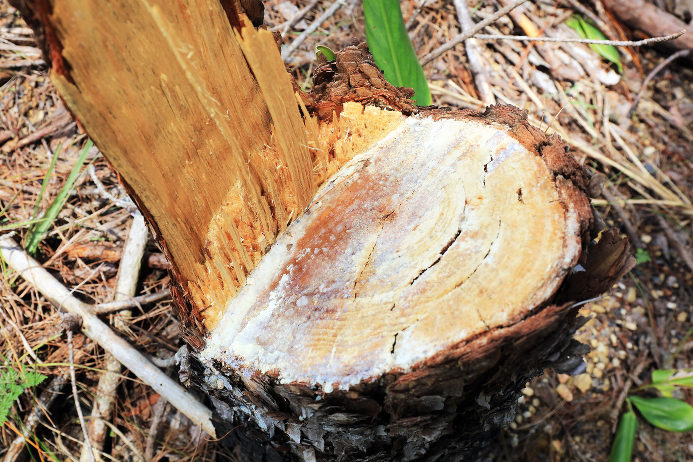 Lâm Đồng: Cưa hạ rừng thông, dùng xe cơ giới “vạt trọc” cả quả đồi để chiếm đất ảnh 2