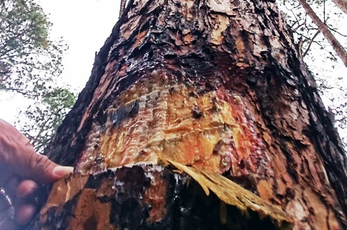 Cứu rừng thông bị đầu độc ở Lâm Đồng ảnh 2