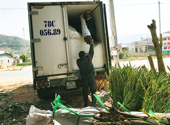 Làng hoa lay ơn lớn nhất nước trúng đậm ảnh 5