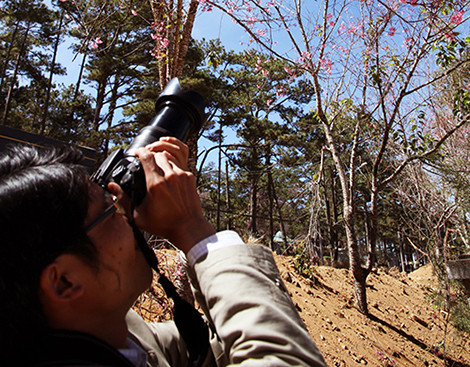 Lâm Đồng chờ hoa anh đào nở mới ấn định ngày khai hội ảnh 2