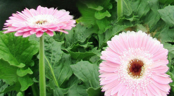 'Săn' hoa đồng tiền ngày vía Thần tài ảnh 1