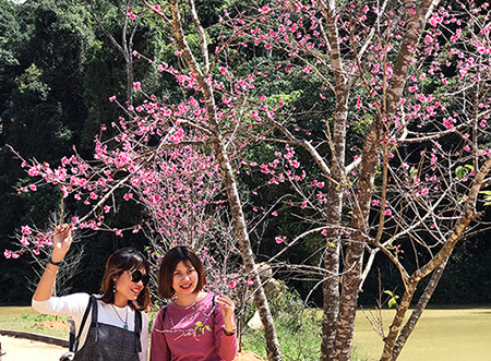 Chính thức công bố thời gian lễ hội hoa anh đào Đà Lạt ảnh 5