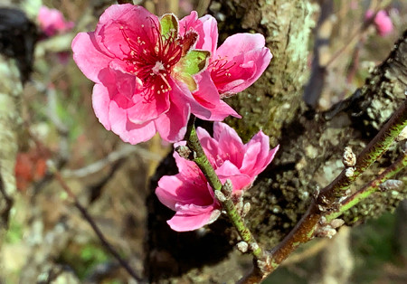 Đào 'má hồng' Đà Lạt được thuê chưng Tết giá 30 triệu đồng ảnh 3