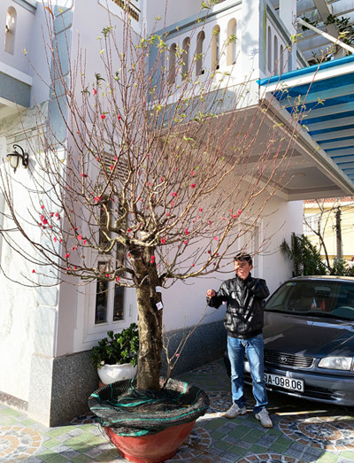 Đào 'má hồng' Đà Lạt được thuê chưng Tết giá 30 triệu đồng ảnh 1