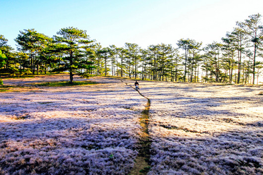 Chưa vào hội, du khách đã nườm nượp 'check in' đồi cỏ hồng ảnh 3