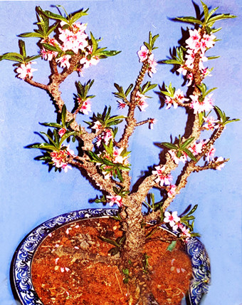 Mua đào Trung Quốc 'đội lốt' thất thốn, mất oan tiền triệu ảnh 2