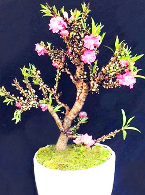 Mua đào Trung Quốc 'đội lốt' thất thốn, mất oan tiền triệu ảnh 1