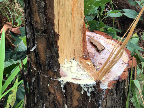 Băng nhóm 'xã hội đen' tàn phá rừng thông để chiếm đất? ảnh 1